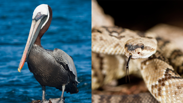 Illustration for article titled 8 Incredible Symbiotic Relationships From The Animal Kingdom